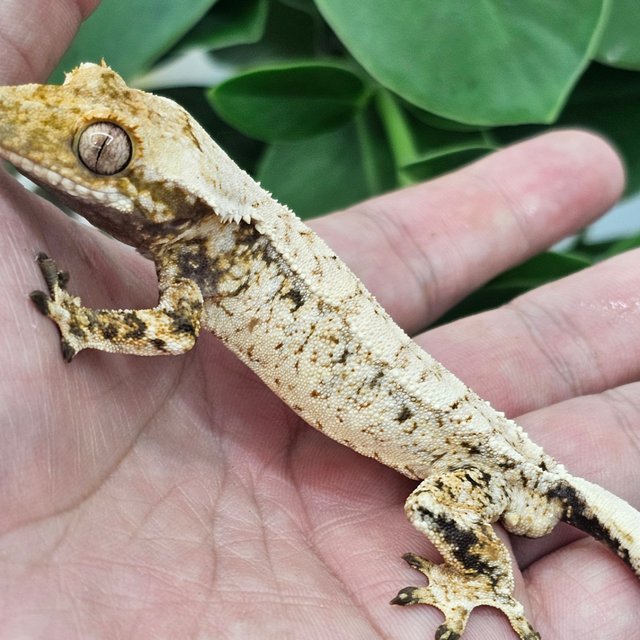 Normal Extreme Harlequin Drippy White Spot