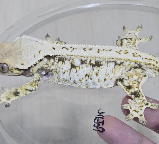 노멀 드리피 풀핀 화이트스팟