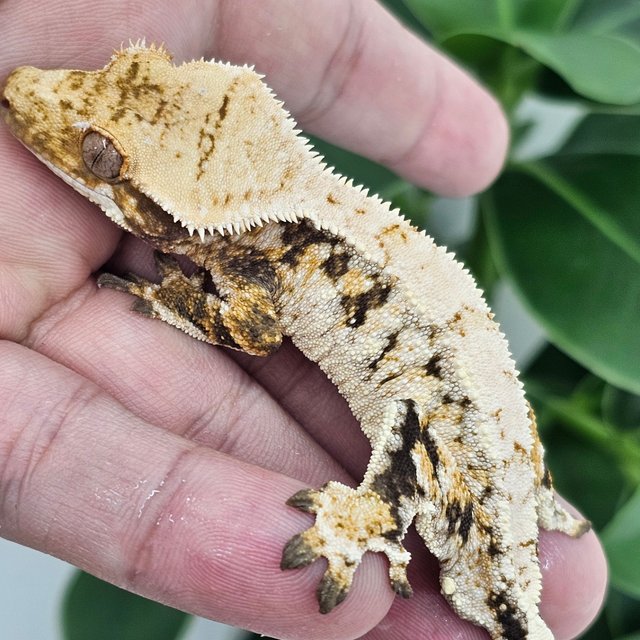 Extreme Harlequin Drippy Normal White Spot