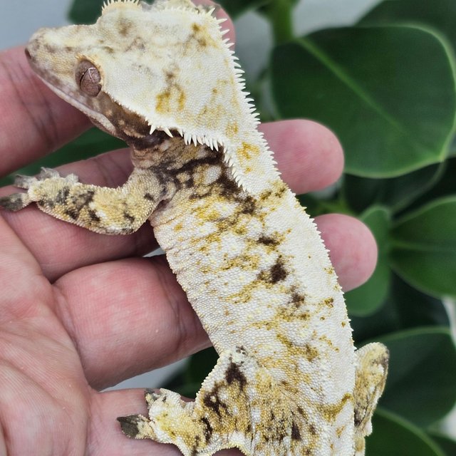 Normal White Spot Drippy White Extreme Harlequin