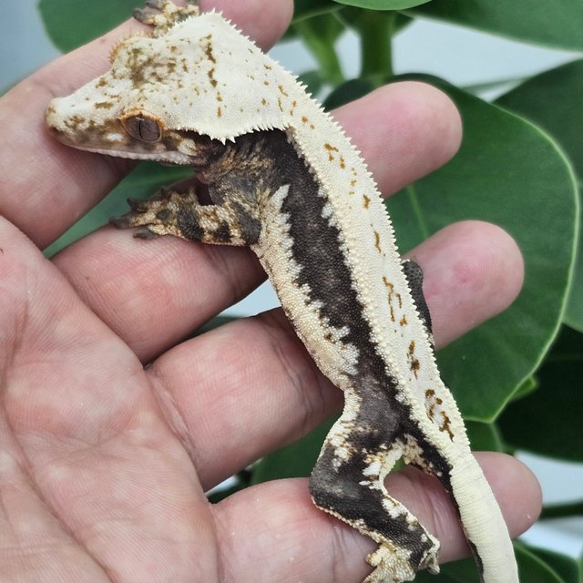 Lilly 100% Het Axanthic