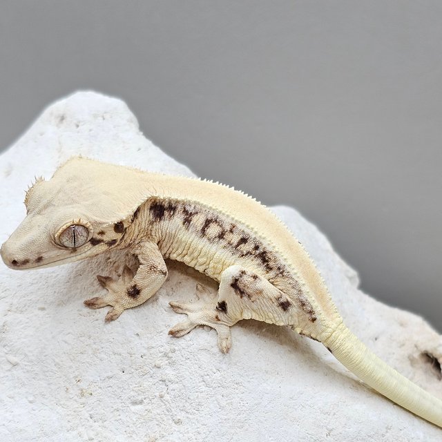 릴리화이트 솔리드백