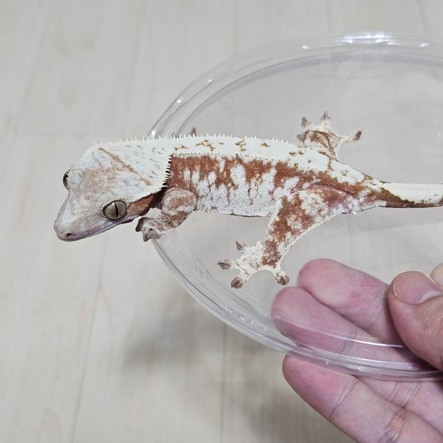 노멀 드리피 화이트스팟