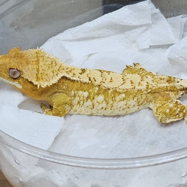 Creamsicle Yellow Normal White Spot