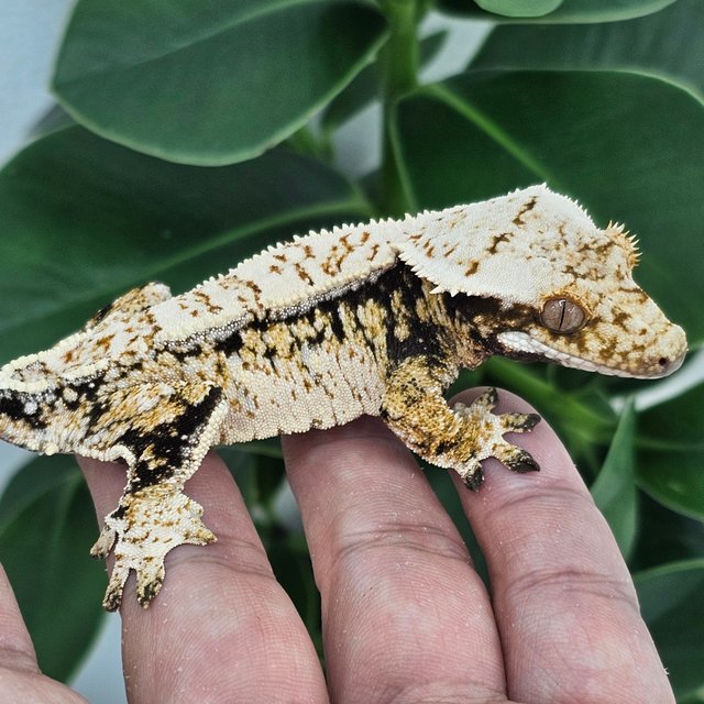 Normal Tri Extreme Harlequin Drippy White Spot