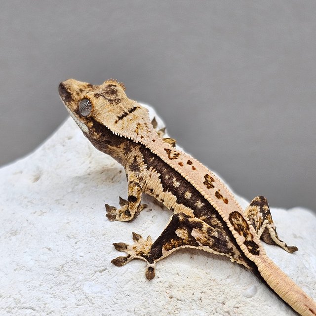 노멀 풀핀 쿼드 화이트포트홀