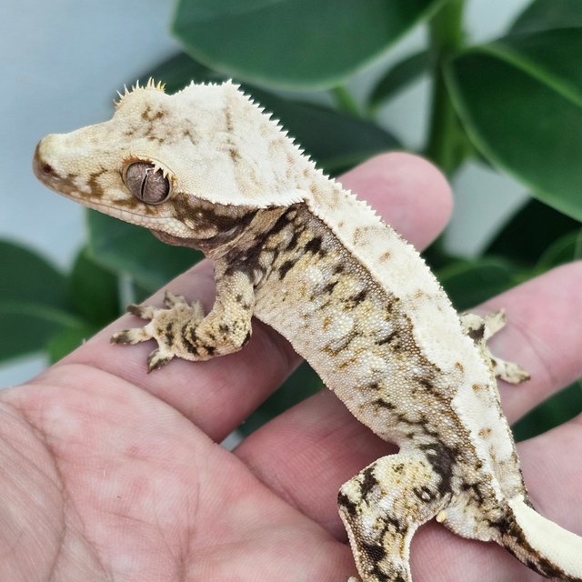 Normal Extreme Harlequin White Drippy White Spot