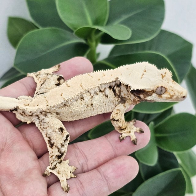 Drippy White Spot White Normal