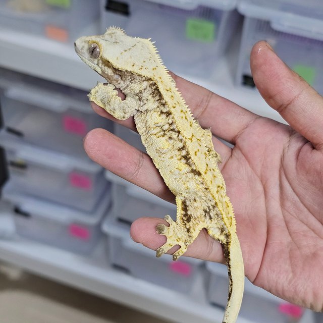 Normal Drippy White Spot