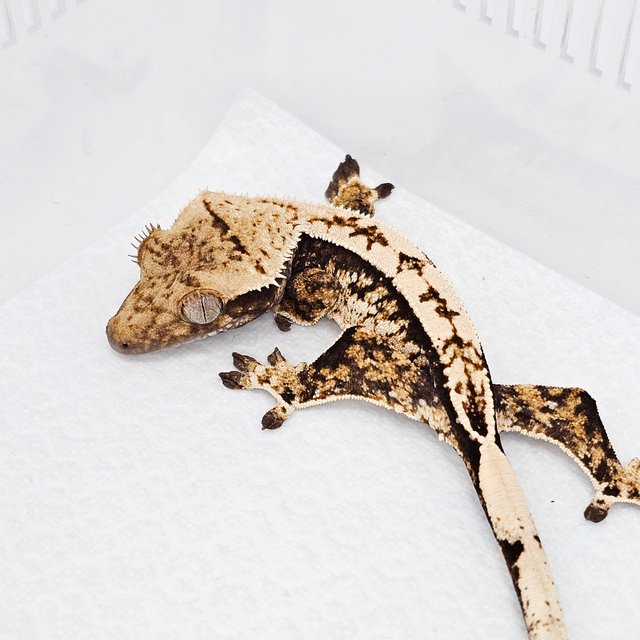 노멀 화이트스팟