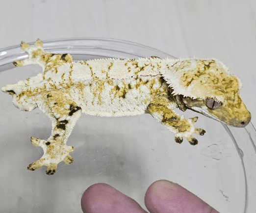 Normal Extreme Harlequin Drippy White Spot