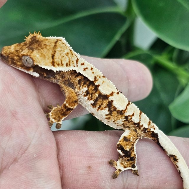 Normal Tangerine Extreme Harlequin White Spot