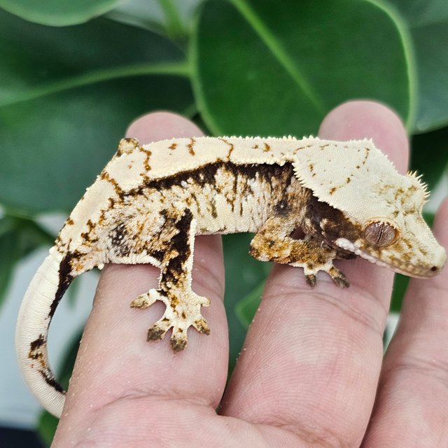 Normal Extreme Harlequin Drippy White Spot