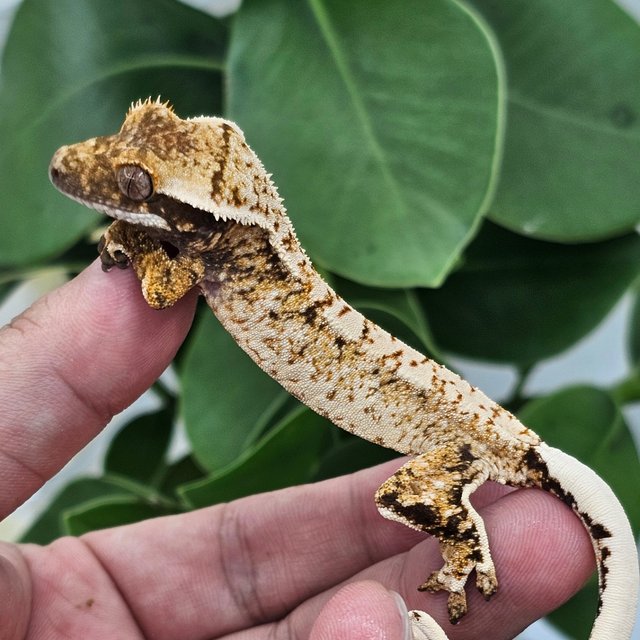 White Spot Extreme Harlequin Normal Drippy