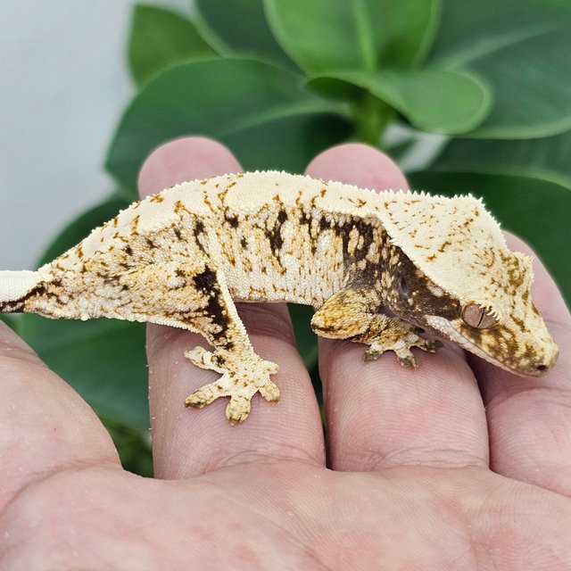 Normal Extreme Harlequin Drippy White Spot