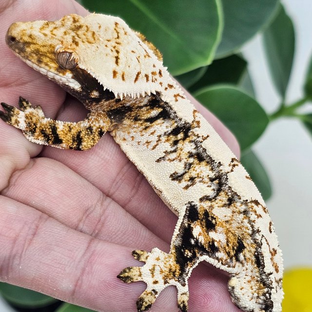 Normal Tri Extreme Harlequin Drippy White Spot