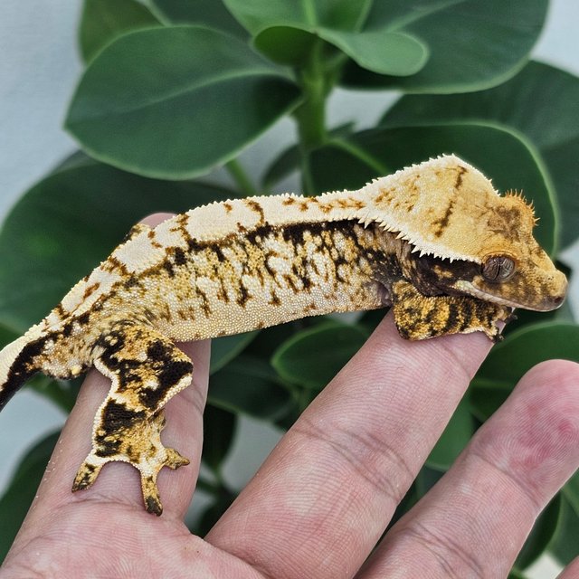 Normal Extreme Harlequin White Spot