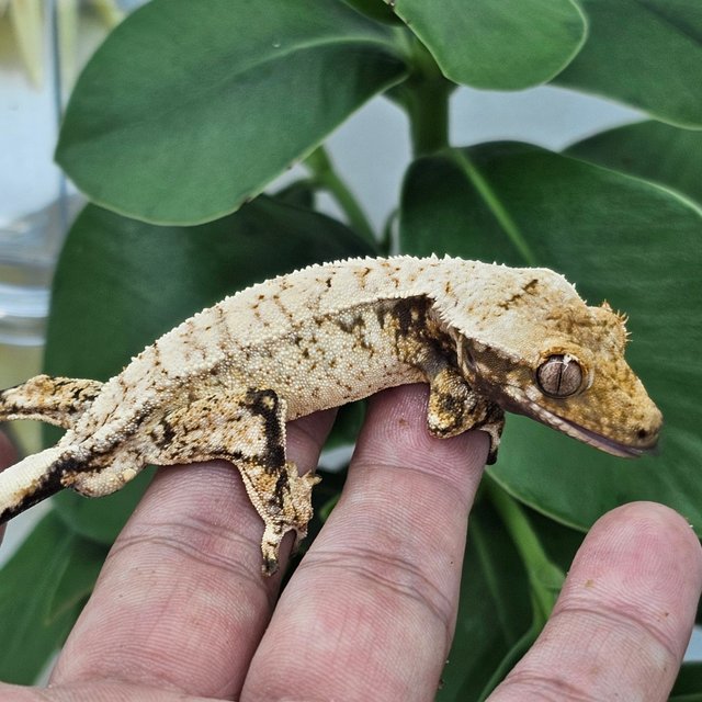 Normal Extreme Harlequin Drippy White Spot