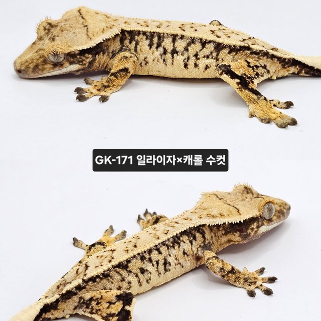 노멀 드리피 화이트스팟