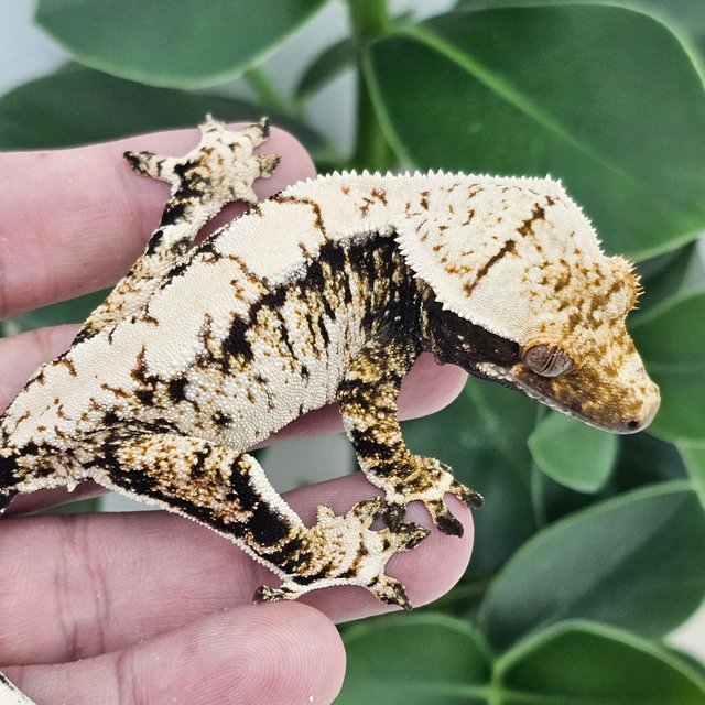 White Spot Drippy Extreme Harlequin Normal