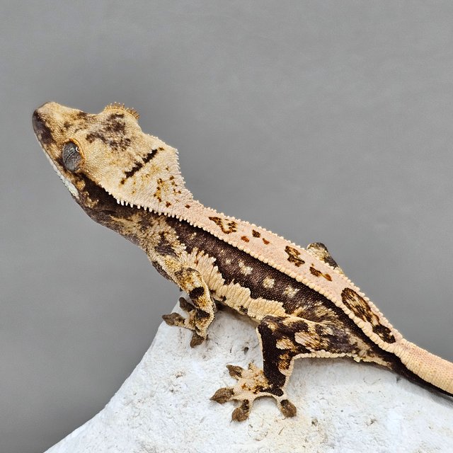 노멀 풀핀 쿼드 화이트포트홀