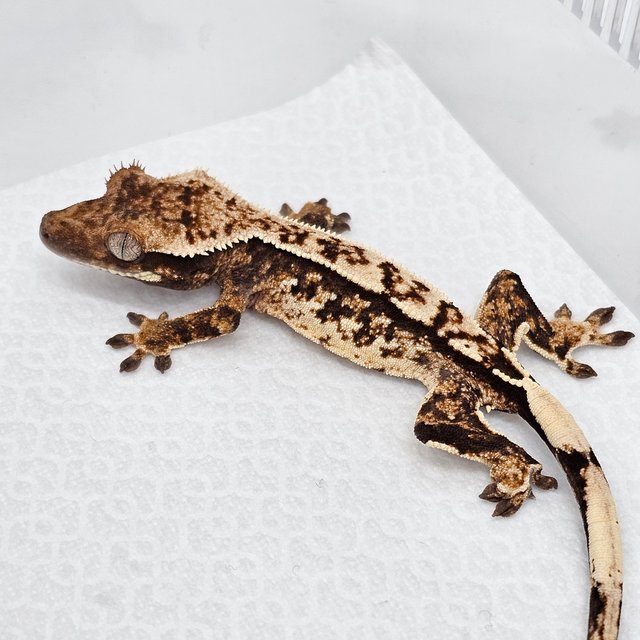 노멀 화이트스팟