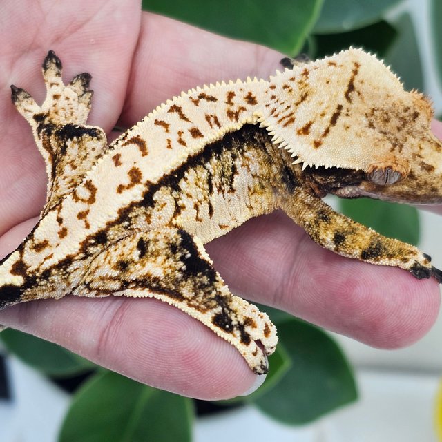 Normal Extreme Harlequin White Spot
