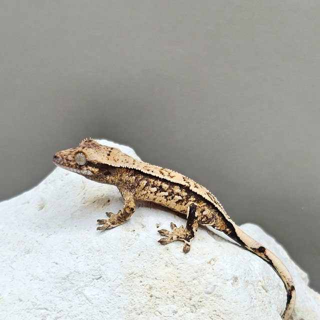 노멀 풀핀 쿼드 화이트스팟 화이트포트홀