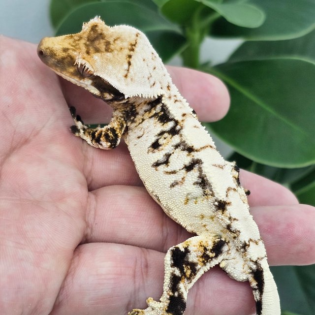 Normal Extreme Harlequin White Drippy White Spot
