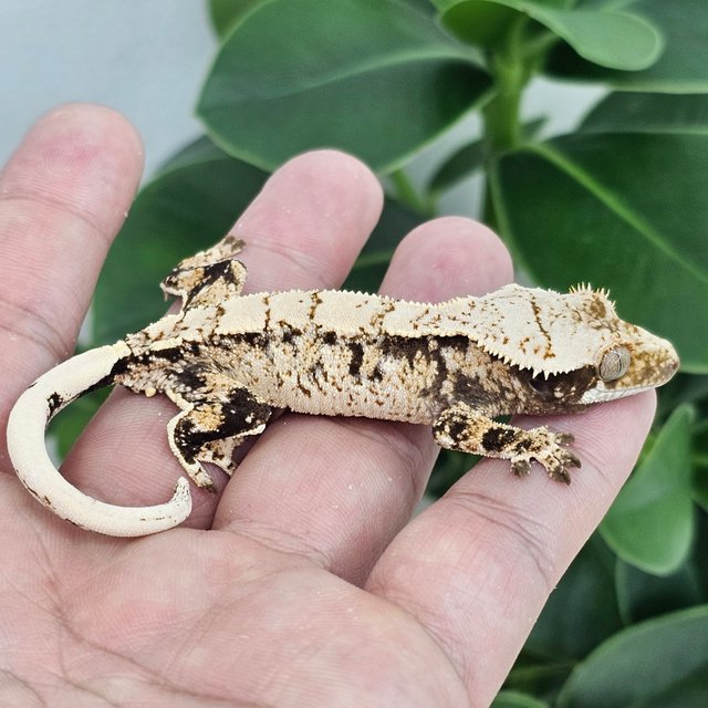 Normal Extreme Harlequin Drippy White Spot