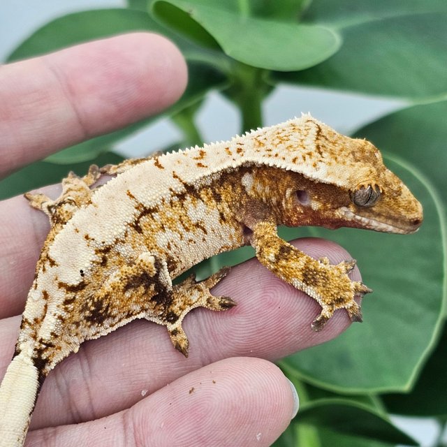 Normal Red Extreme Harlequin Drippy White Spot