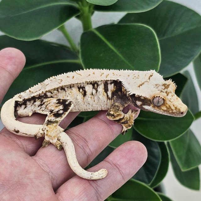 Normal Extreme Harlequin Drippy White Spot