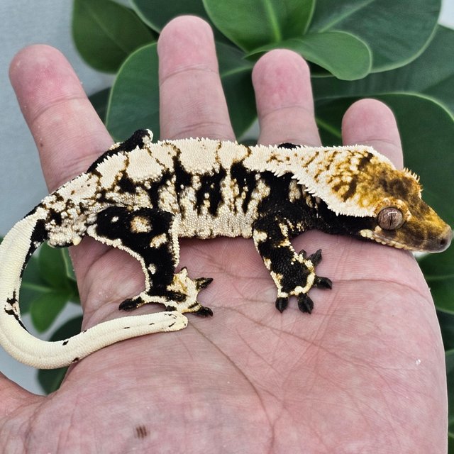 Drippy White Spot Normal