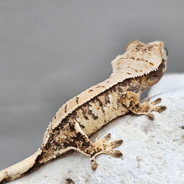 노멀 화이트포트홀 화이트스팟