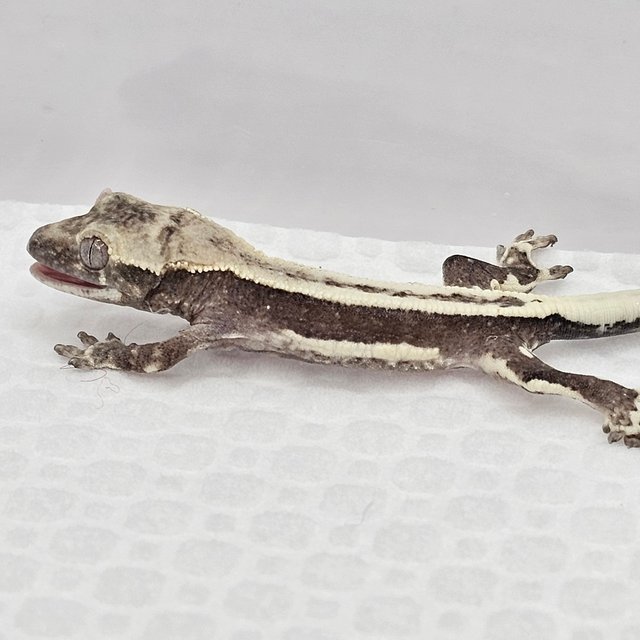 릴잔틱 슈퍼스트라이프 풀핀 쿼드