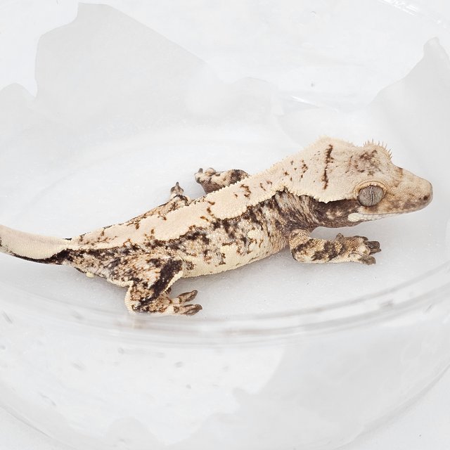 Normal Drippy Extreme Harlequin White Spot