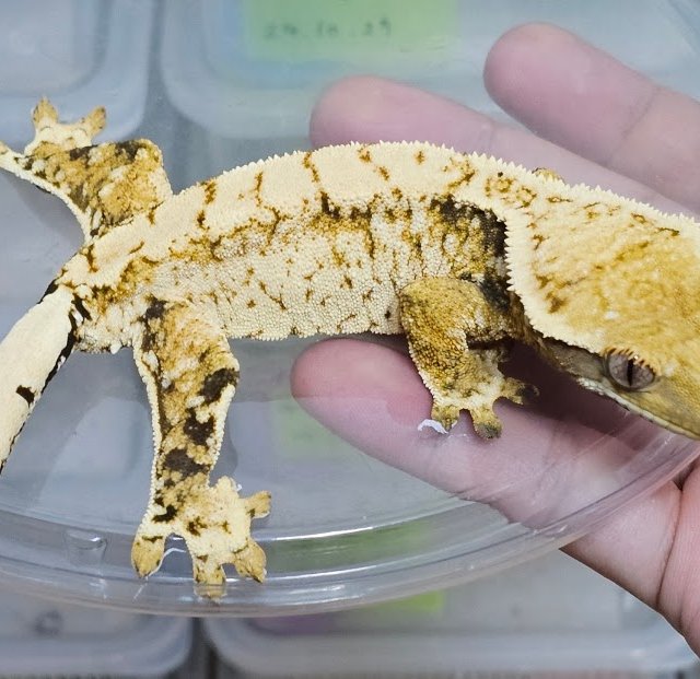 노멀 드리피 화이트스팟