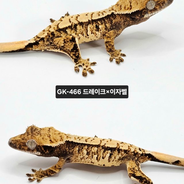 노멀 드리피 화이트스팟