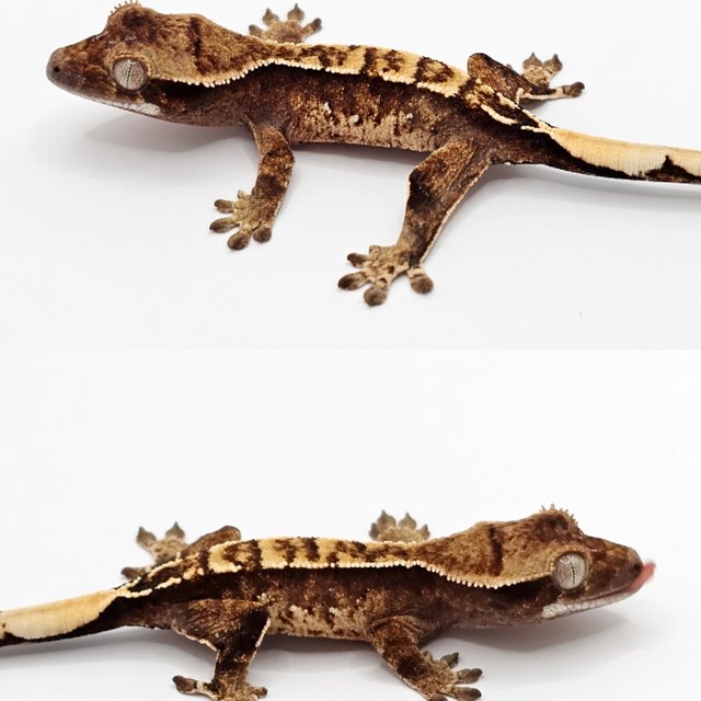 노멀 드리피 화이트스팟