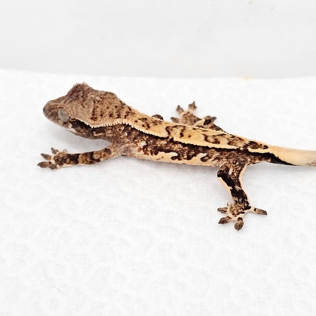 노멀 드리피 화이트스팟