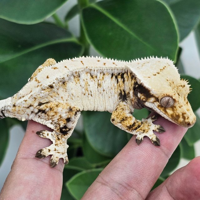 Drippy Normal White Spot Extreme Harlequin