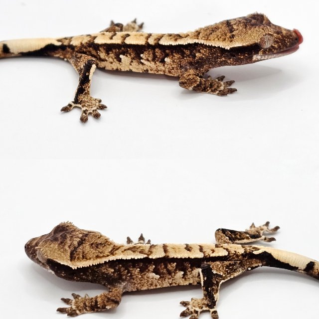 노멀 드리피 화이트스팟