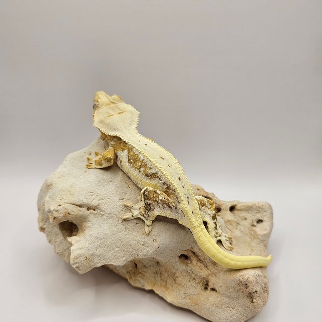 릴리100%헷아잔틱