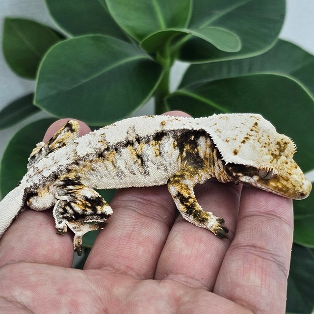 Normal Extreme Harlequin Drippy White Spot