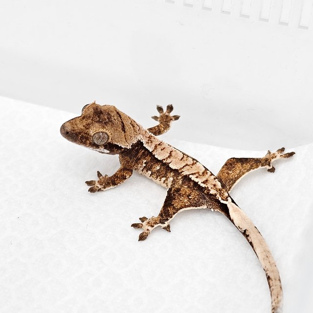 노멀 드리피 화이트스팟