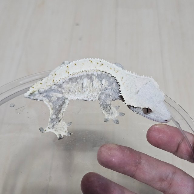 노멀 드리피 화이트스팟