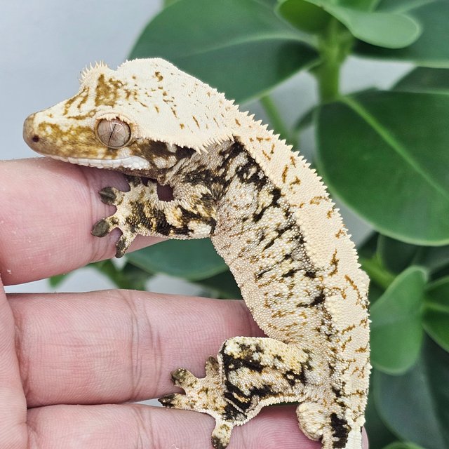 Drippy White Extreme Harlequin White Spot Normal