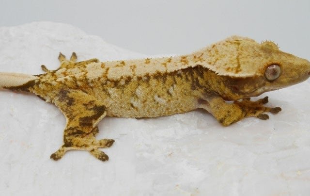 노멀 드리피 화이트스팟