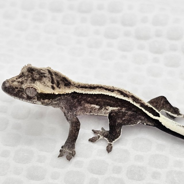 아잔틱 풀핀 쿼드