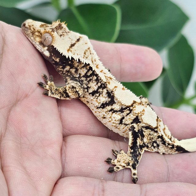 Normal Extreme Harlequin White Spot